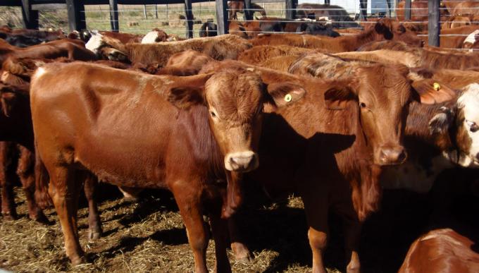 Efecto cepo: las vacas que ya no tienen compradores y regresan a los campos a un triste final