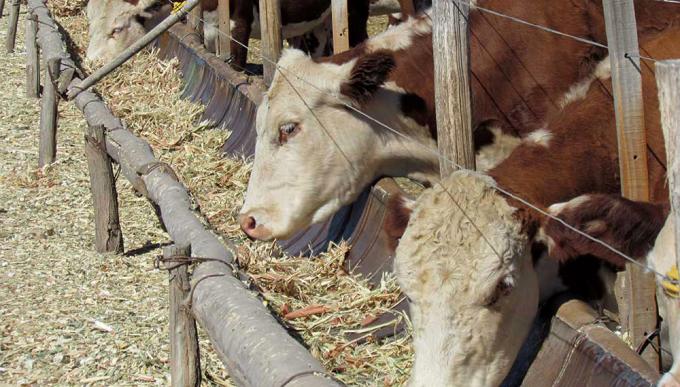 Los Protocolos para el feedlot, una herramienta clave