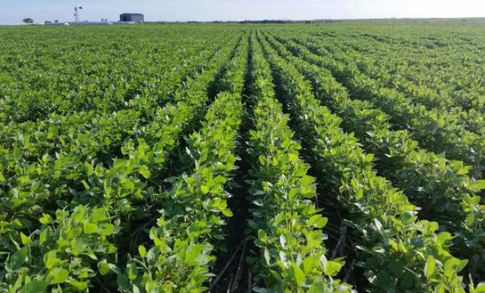 Cuánto vale una hectárea de campo con la soja y el maíz en precios históricos