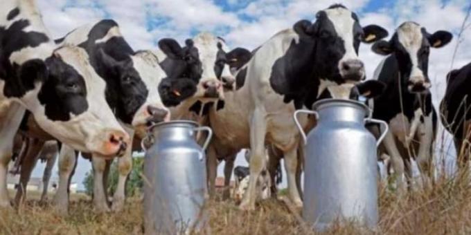 Productores tamberos: entre una mejora coyuntural y los temores a otra devaluación