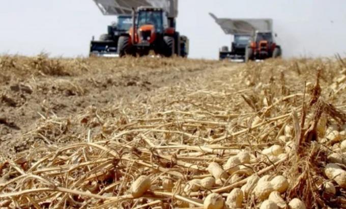 La cosecha de maní alcanzaría a los 1,3 Ms de toneladas