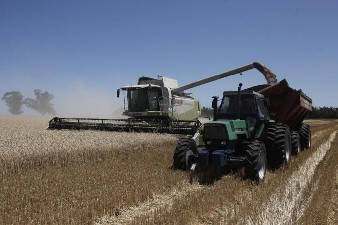 Trigo y cebada: el Gobierno estimó una siembra récord con 8,25 millones de hectáreas