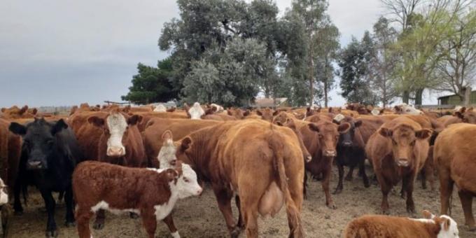 Misterio: Siguen sin aparecer las estadísticas oficiales sobre el stock bovino argentino