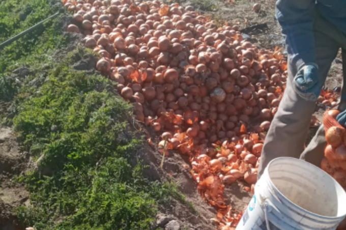 Dejarán que se pierdan millones de kilos de cebollas en los campos del sur bonaerense