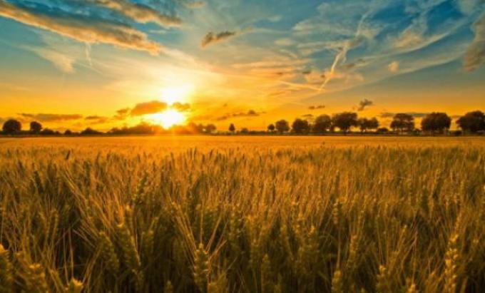 Fuerte suba de los precios del trigo por la previsión de una menor oferta mundial