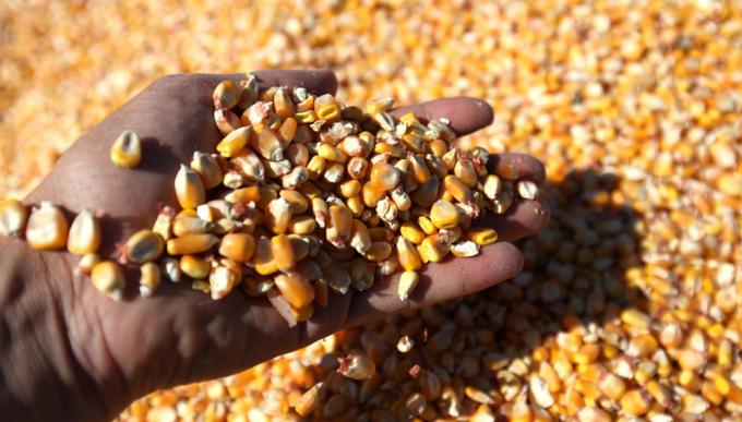 Por la fuerte caída de su cosecha, Brasil prevé exportar un 32,6% menos de maíz