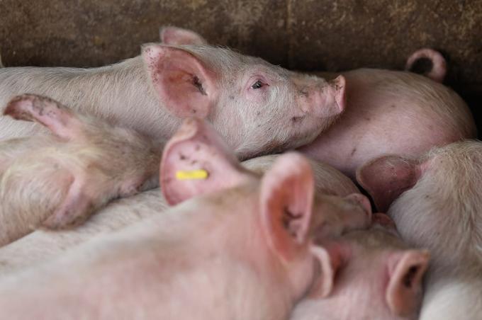 Comunicado Cargill Nutrición y Salud Animal - Latam Sul - Argentina 