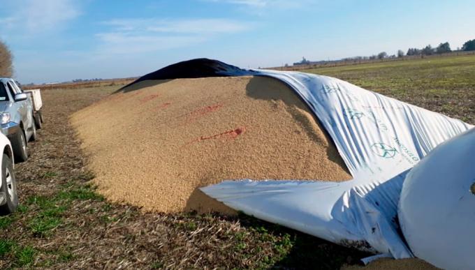 “Ven al campo como enemigo”: el enojo de un productor que sufrió la rotura de un silobolsa