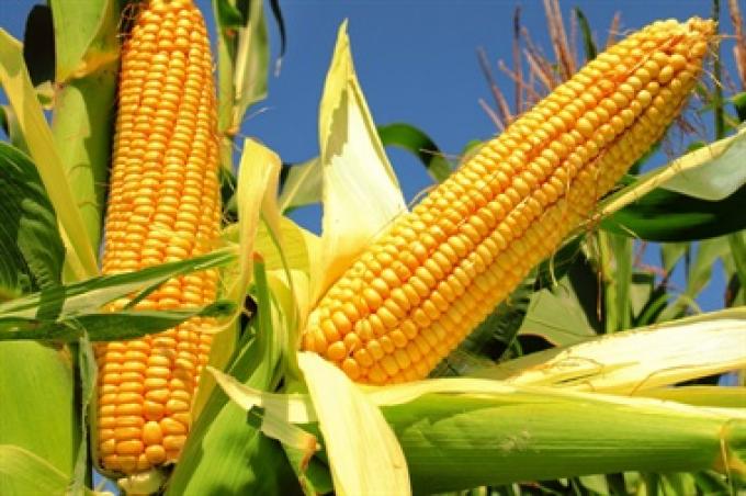 Cae la producción global proyectada de maíz