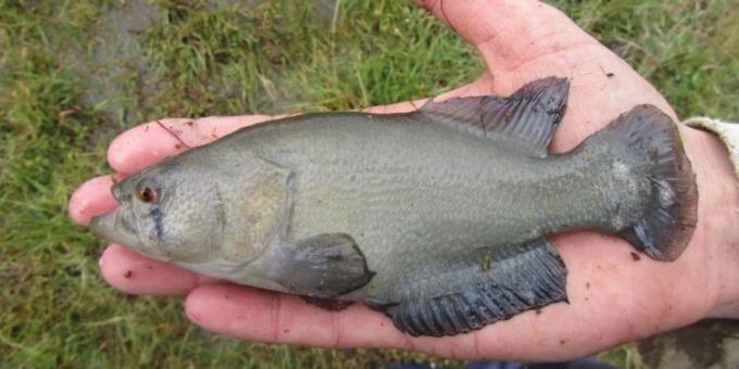 El biólogo Felipe Alonso trabaja para la conservación de los pequeños peces killis: Cualquiera puede convivir con ellos en el campo