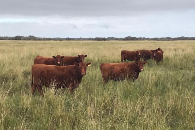 Plan ganadero: cuando lo esencial es invisible a los ojos
