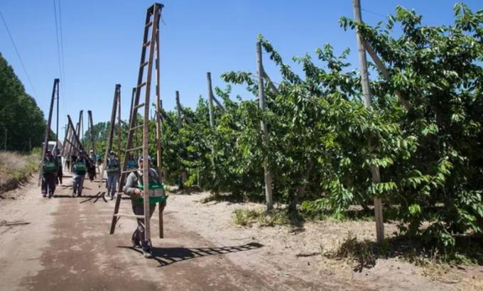 Piden a las provincias que se adhieran a la compatibilización de los planes sociales con el trabajo rural registrado