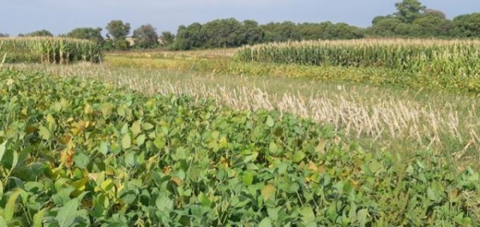 Evalúan el impacto de la fertilización fosfatada en secuencias agrícolas.