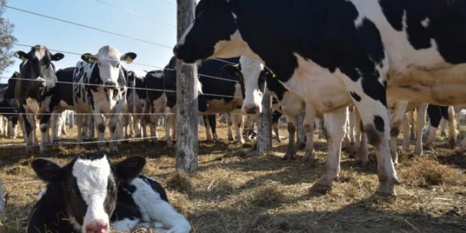 La concentración avanza en el sector lechero: En 2021, por primera vez los tambos más chicos representaron menos del 50% del total