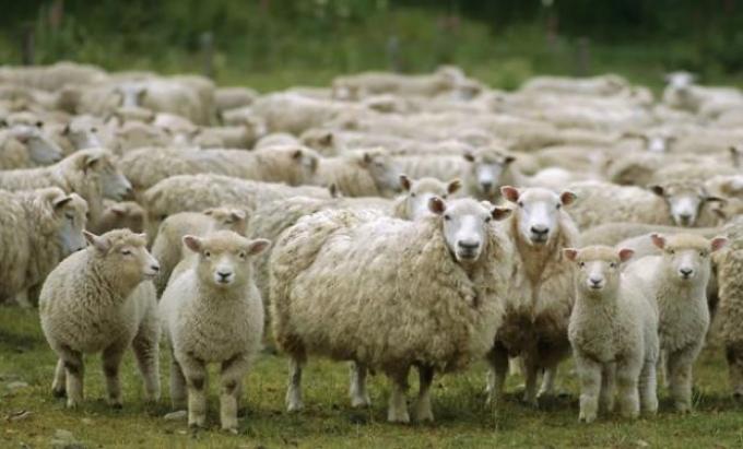 Cosa de locos: La exportación argentina de carne ovina creció más de un 30% luego de la eliminación de las retenciones