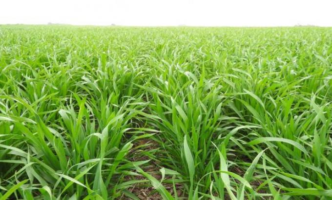 Anticipan que el trigo aseguraría un piso de rendimiento de 30 a 40 quintales por hectárea en zona núcleo