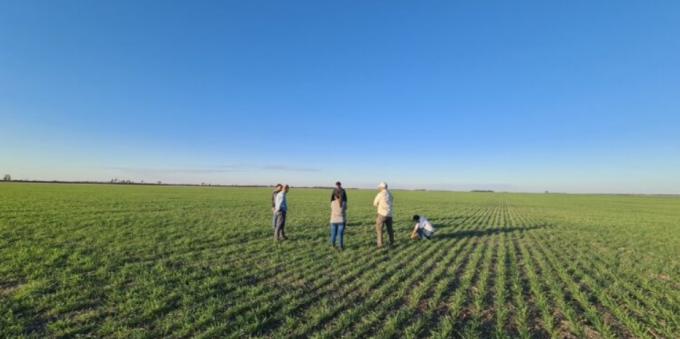 Argentina ya suma un total de 78.000 hectáreas sembradas con cultivos HB4 tolerantes a sequía