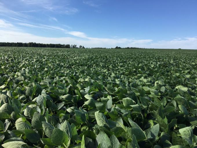 Derrumbe en el país de la soja: el cultivo estrella tendrá la menor siembra en 15 años