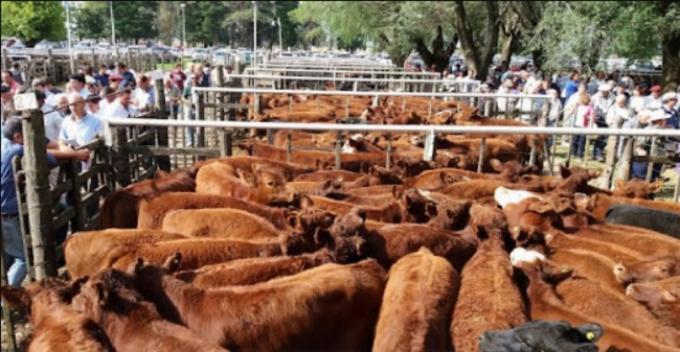 En el mercado ganadero hay dos tendencias claras: Bajan los gordos mientras aumenta la ternerada