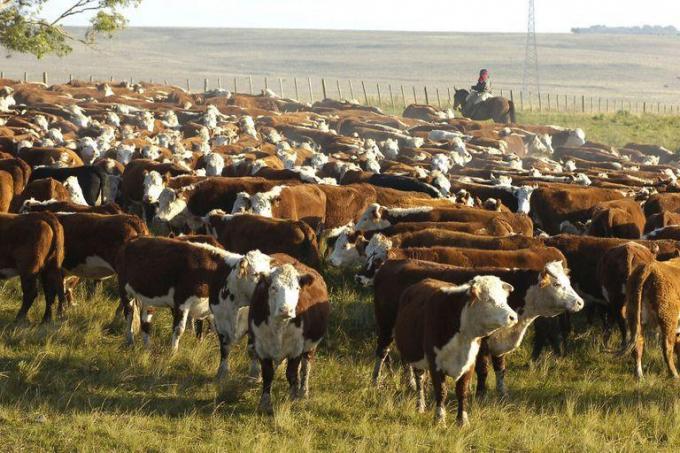 Desafío. Empresas ganaderas ante un proceso de fuertes cambios