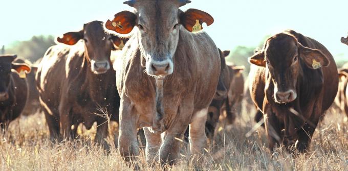 Cepo a la carne. El Gobierno aún no liberó la exportación de la vaca china