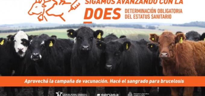 Más del 64% de los establecimientos ganaderos del país efectuó el control por la brucelosis