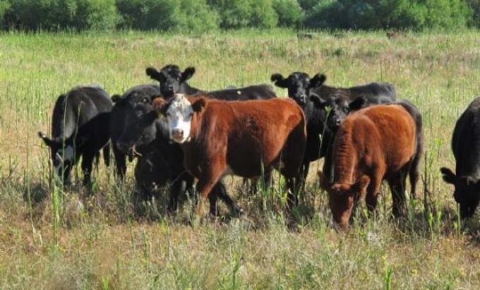 Restricciones al campo: la incertidumbre golpea al stock y la producción ganadera