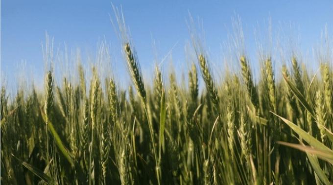 Continúa complicada la cosecha nacional de trigo