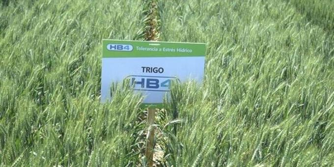 Exportadores argentinos comenzaron a exigir en los boletos de compraventa que figure la indicación de trigo “libre de HB4”