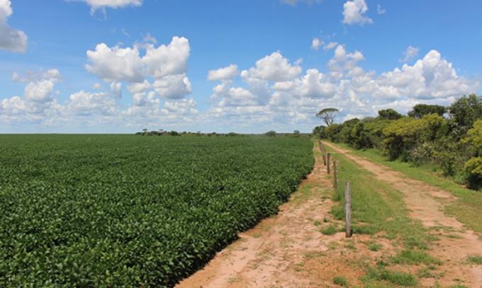 COP26. Las ocho firmas que pondrán US$ 3000 millones para producir carne y soja libre de deforestación