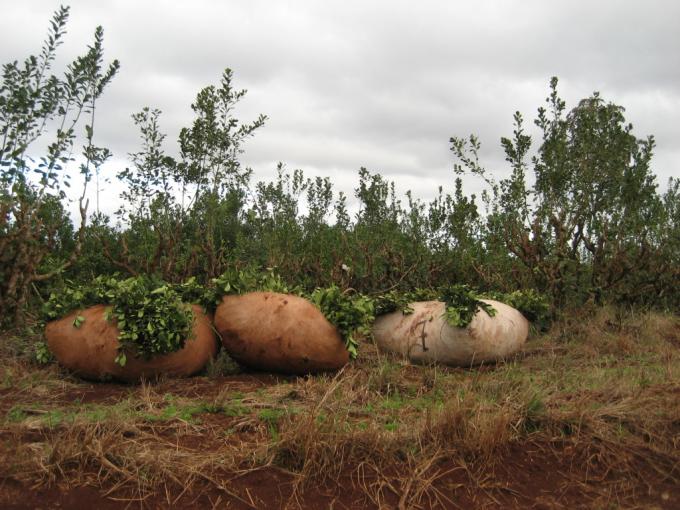 Fijan nuevos controles y multas para la yerba mate: buscan eliminar la presencia de otros vegetales