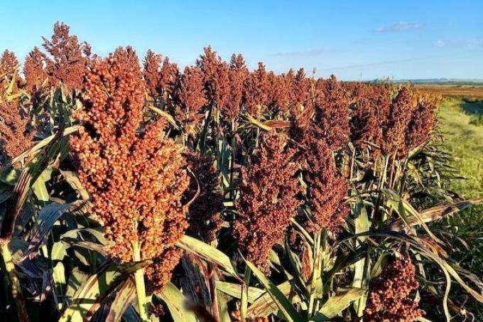 Ya se sembraron más de 166.000 mil hectáreas con sorgo