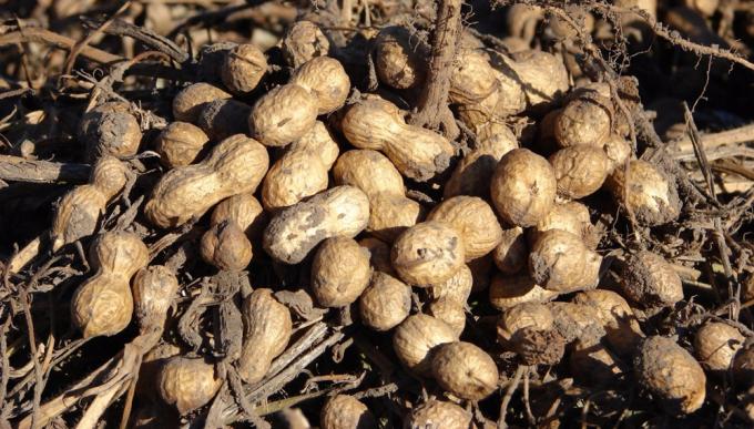 En el centro del debate agronómico, el maní se defiende: “Con buenas prácticas agrícolas, el cultivo es sustentable”