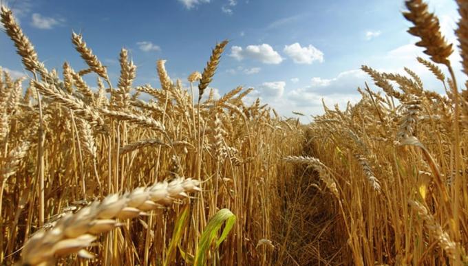 Trigo: con picos de rendimiento de 70 quintales, la zona núcleo suma 150.000 toneladas de producción