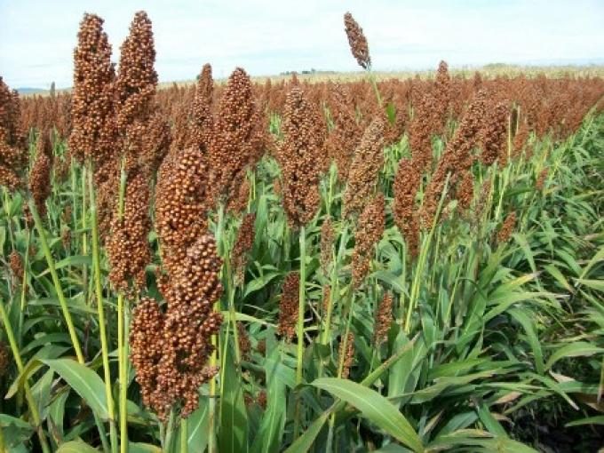 Tecnología: La adopción de híbridos de sorgo tolerantes a imidazolinonas ya alcanza el 35%