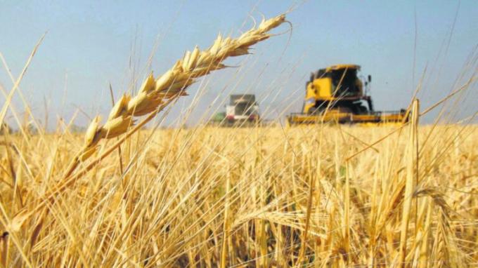 Habrá producción récord de trigo en la zona núcleo