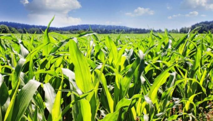 INTA desarrolló un sistema de información on line para producciones agropecuarias