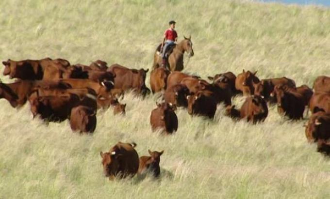 Pastoreo anticipado: cómo aumentar hasta un 30 % la producción de carne por hectárea