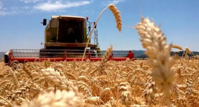 La región producirá un 70 % más de trigo que el año pasado