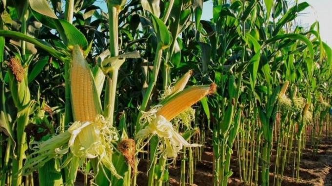 Maíz: estiman que la siembra aumentaría a 7,3 millones de hectáreas