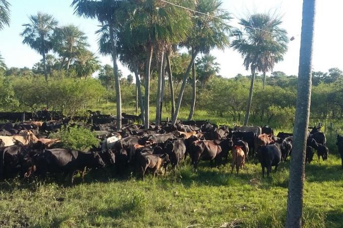 Integraron el bosque con la ganadería y lograron una producción de bajo costo, sostenible y eficiente