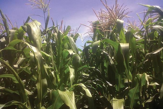 Los productores brasileños de maíz siguen de fiesta con precios que superan los 250 u$s/tonelada