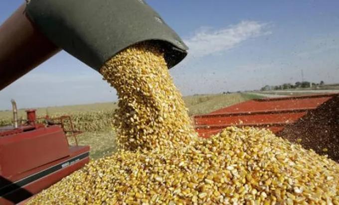 Intervendrán sobre la exportación de trigo y maíz