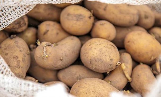 Cosecha de papas: Refuerzan inspecciones para terminar con la informalidad laboral