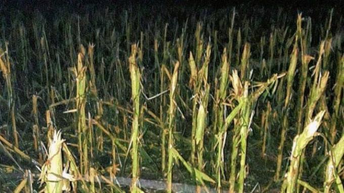 Cientos de hectáreas con maíz fueron arrasadas por un temporal de granizo y fuertes vientos