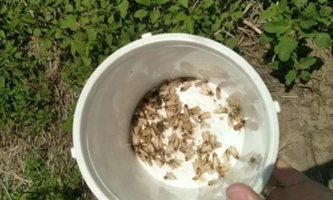 Insectos en soja y maíz: se expande la Red que aporta datos claves para la producción