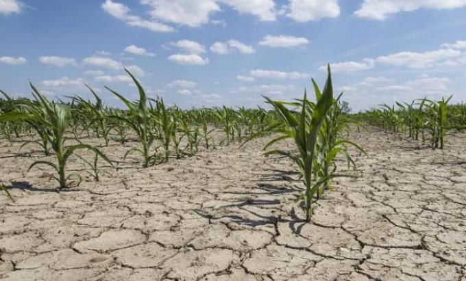 El tiempo seco en Sudamérica revitalizó los precios de la soja en Chicago