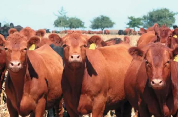 Entraron en un campo y robaron 13 novillos “como si nada”