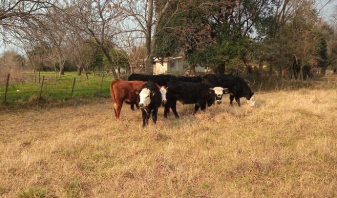 Comunicado de Prensa: Crítica situación climática y productiva: Comienza un nuevo año y continúan políticas agropecuarias que atrasan.03/01/2022