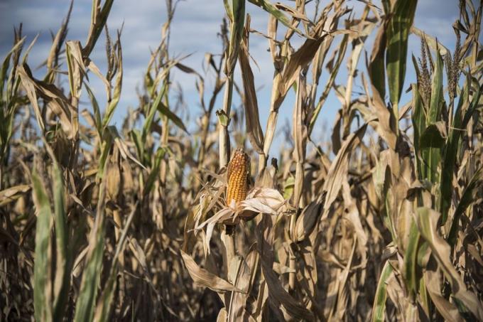 Las lluvias del fin de semana no fueron suficientes y se prevé un fuerte golpe productivo en maíz y soja